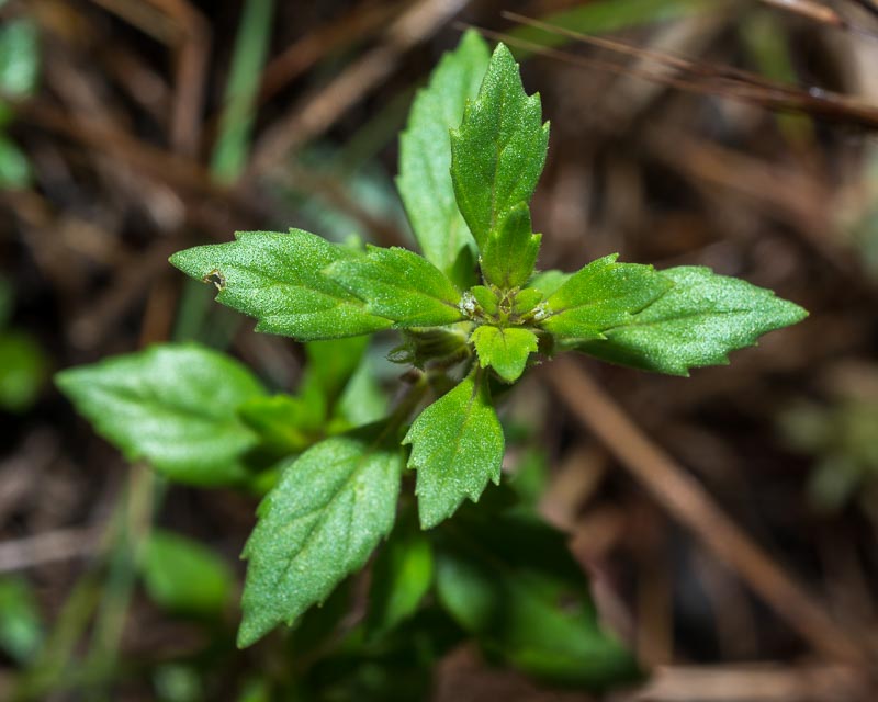 Ziziphora acinos (=Clinopodium =Acinos arvensis) / Acino annuale