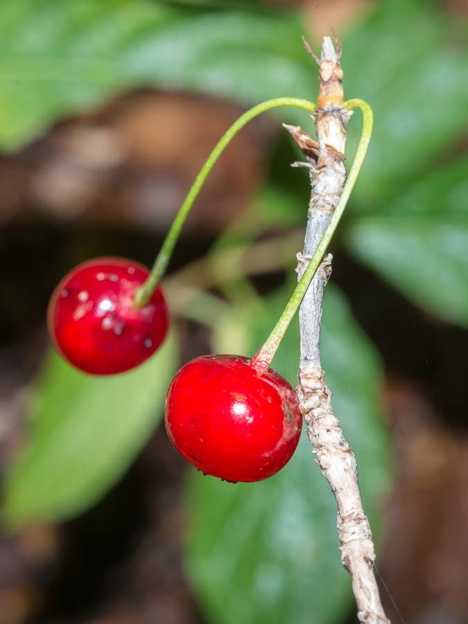 Lonicera alpigena / Madreselva alpina