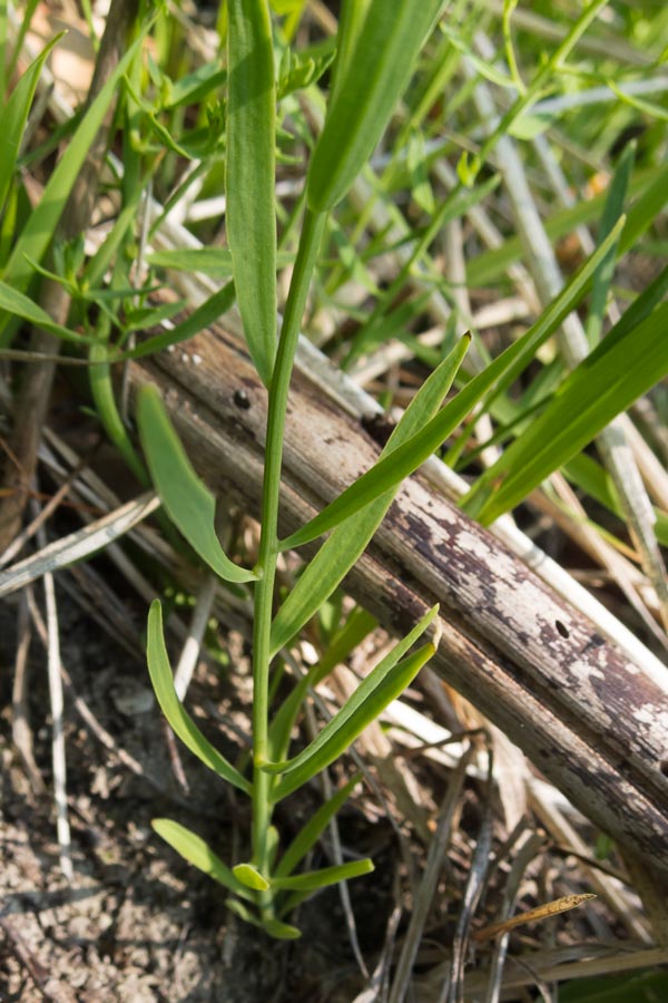 Thesium linophyllon