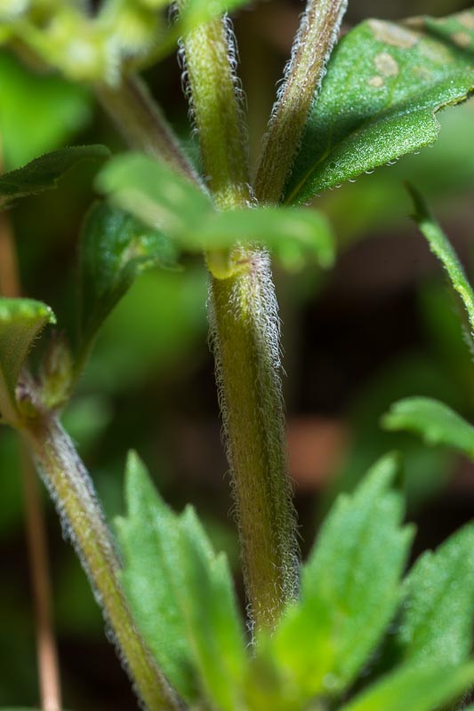 Ziziphora acinos (=Clinopodium =Acinos arvensis) / Acino annuale