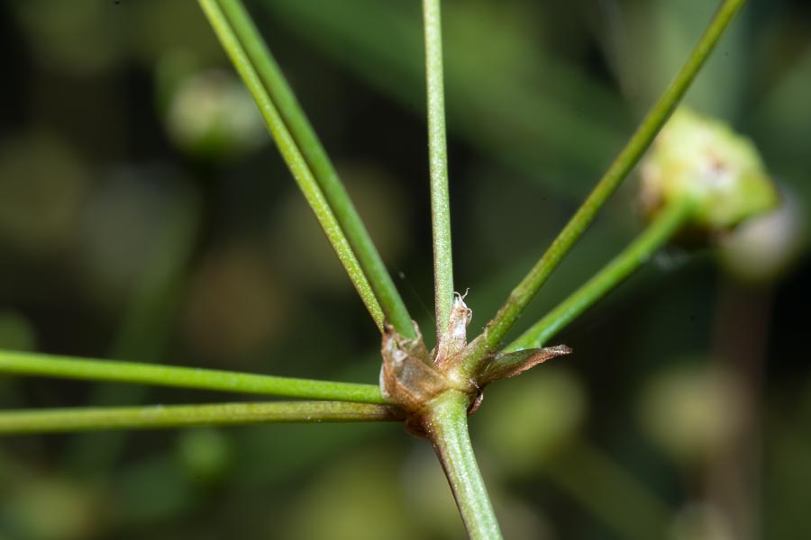 Alisma plantago-aquatica / Mestolaccia, piantaggine d''acqua