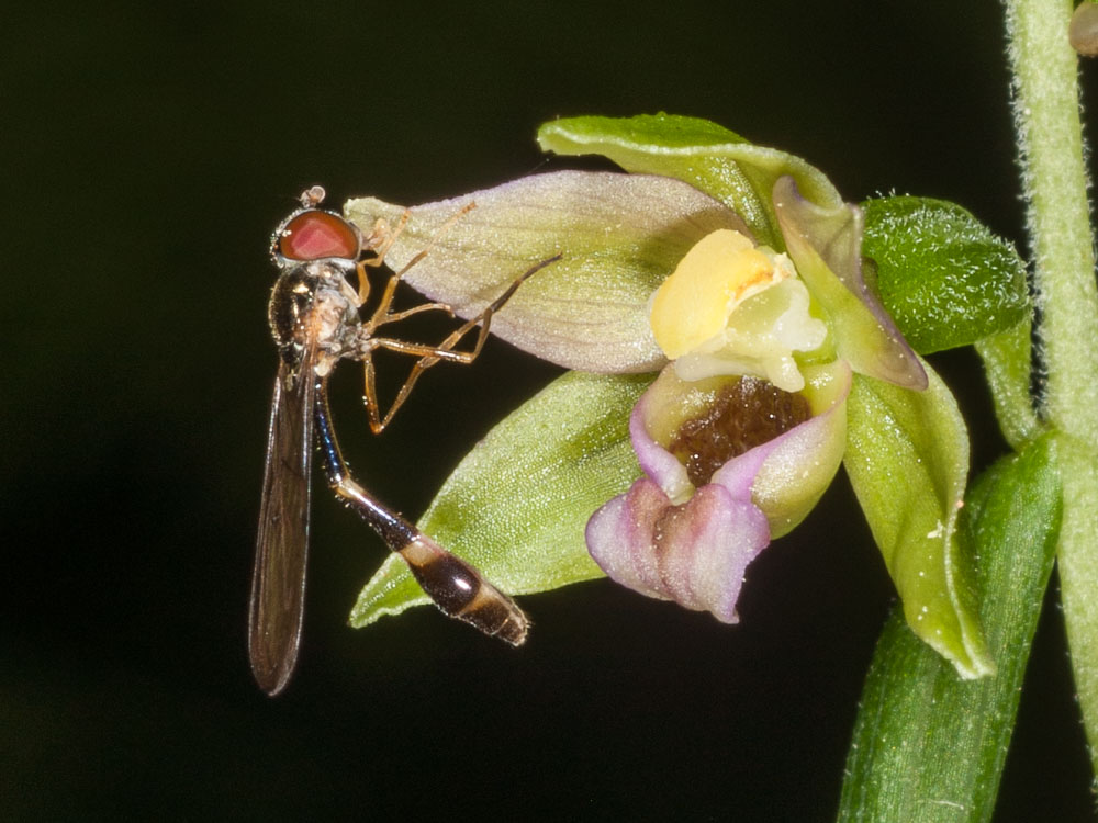 femmina di Baccha elongata (Syrphidae) su orchidea Epipactis