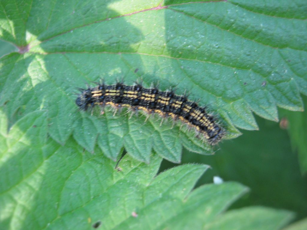 Identificazione bruchi - Aglais urticae