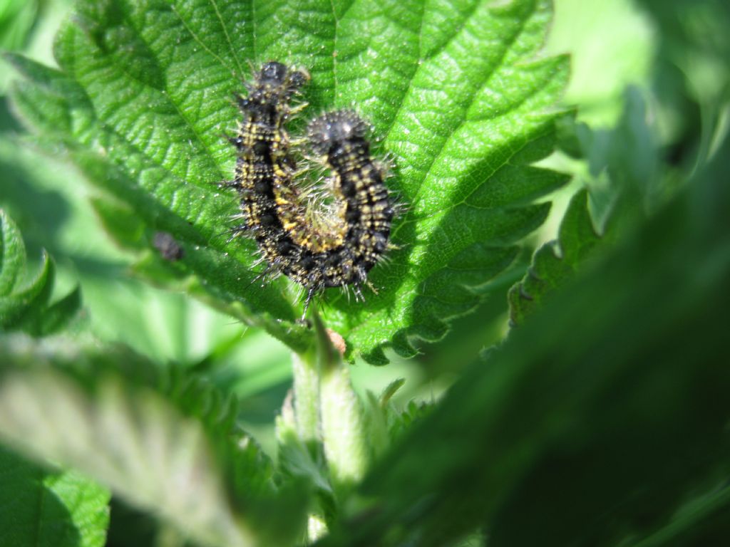 Identificazione bruchi - Aglais urticae