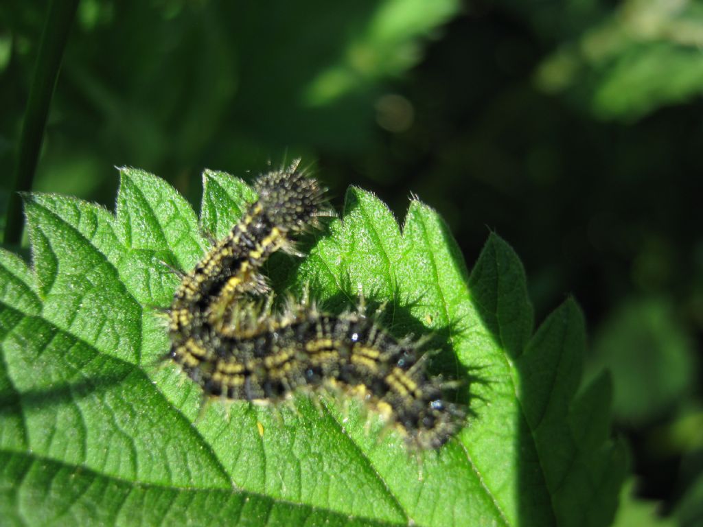 Identificazione bruchi - Aglais urticae