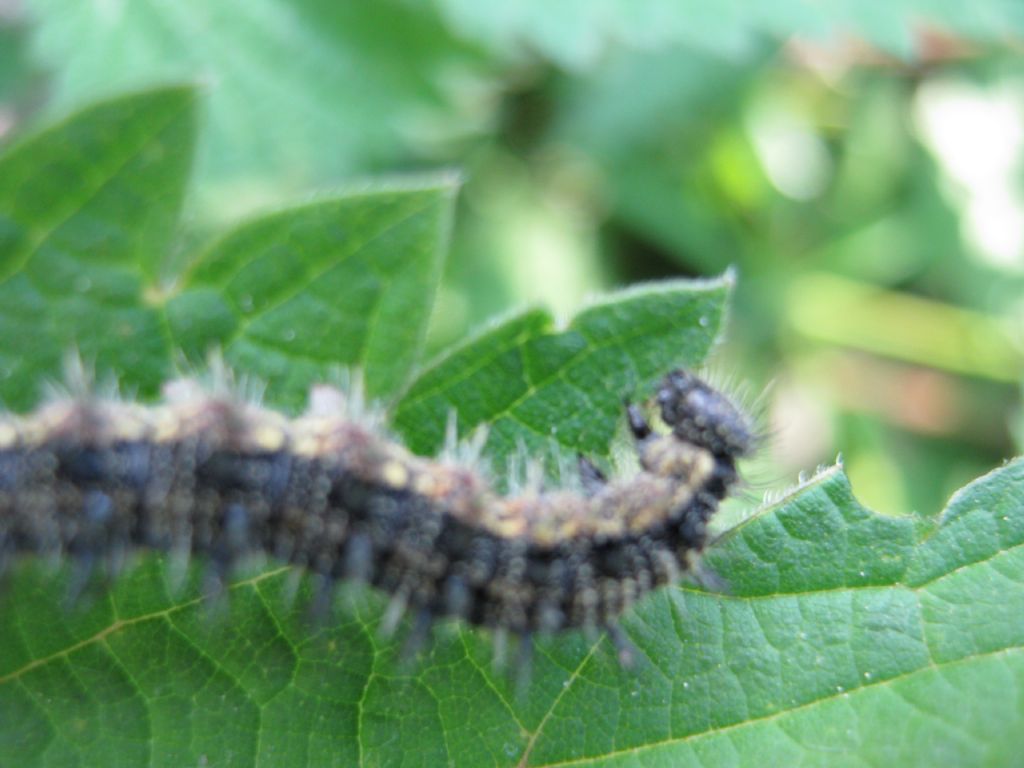 Identificazione bruchi - Aglais urticae