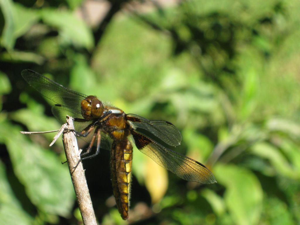 Libellula depressa, femmina