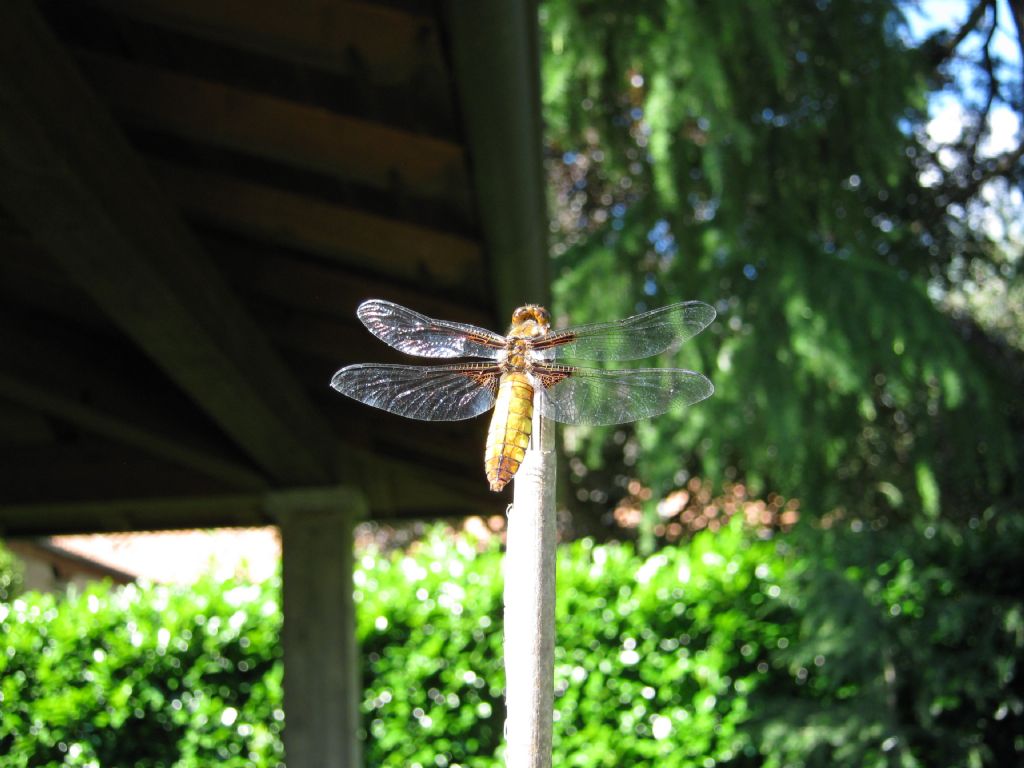 Libellula depressa, femmina