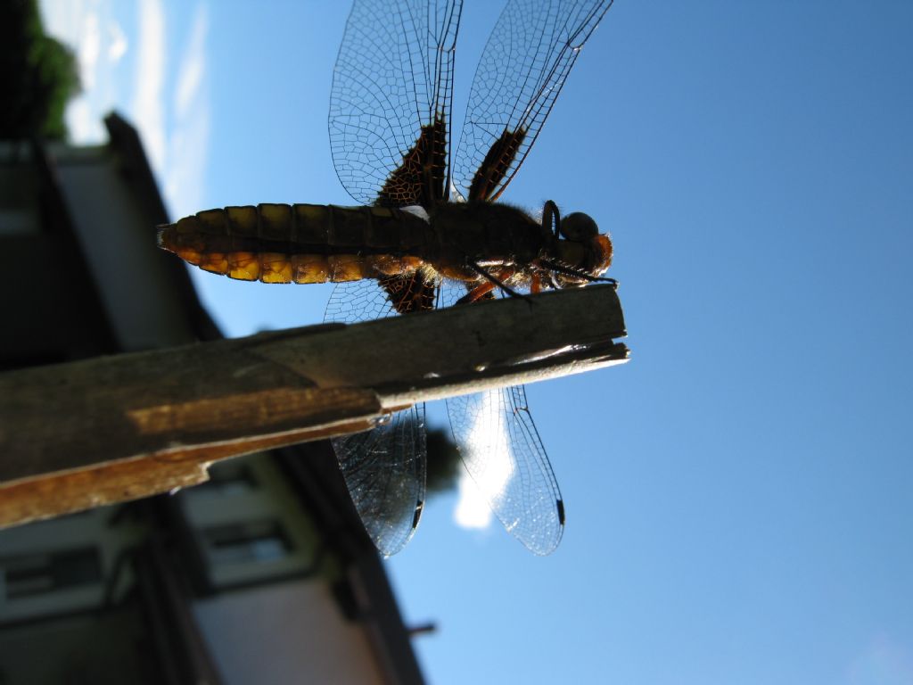 Libellula depressa, femmina