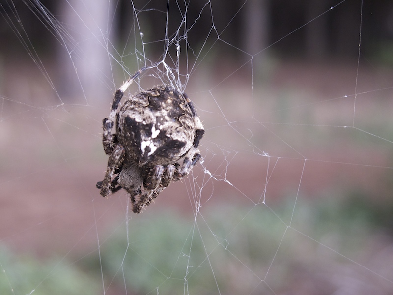 Araneus sp. - Nettuno (RM)