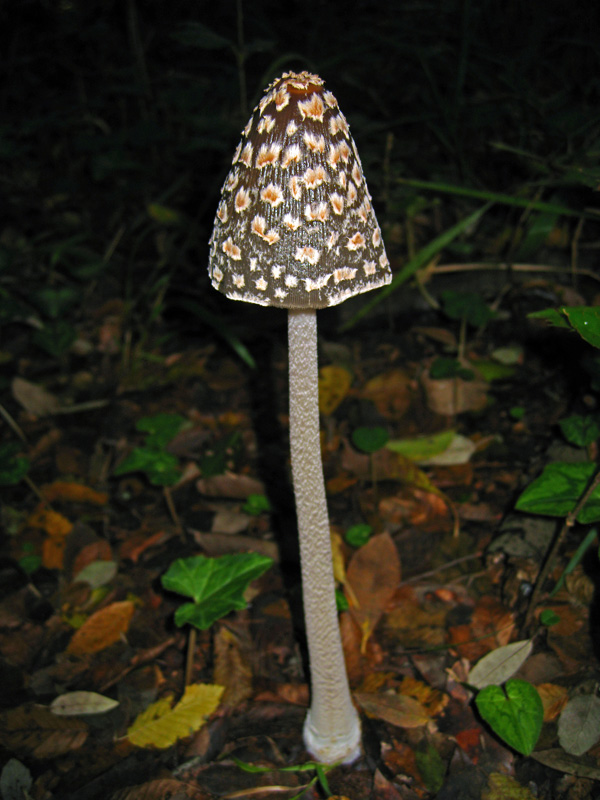 Funghi dal bosco delle Pianelle (Taranto) 1