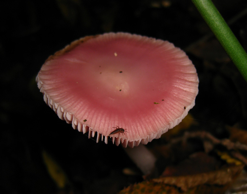 Funghi dal bosco delle Pianelle (Taranto) 1