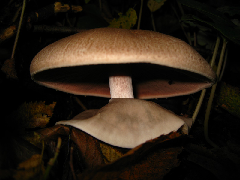 Funghi dal bosco delle Pianelle (Taranto) 1