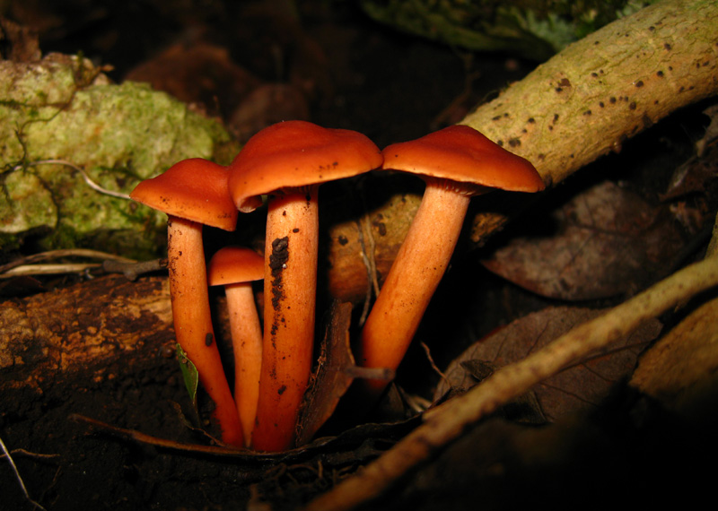 Funghi dal bosco delle Pianelle (Taranto) 1