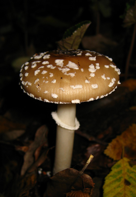 Funghi dal bosco delle Pianelle (Taranto) 1