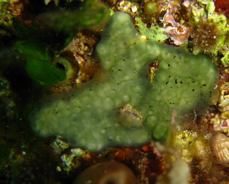 Ascidia coloniale verde