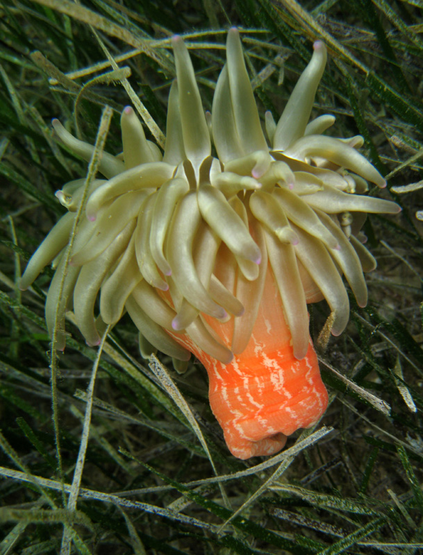 Condylactis aurantiaca