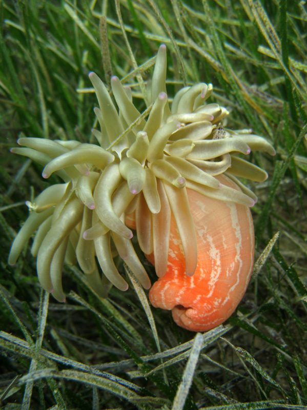 Condylactis aurantiaca