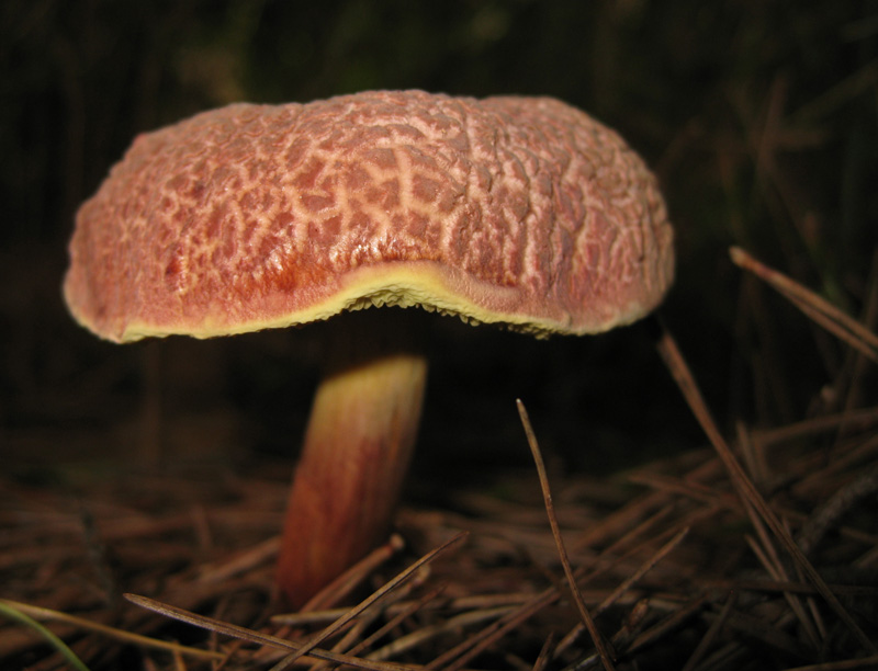 Boletus?