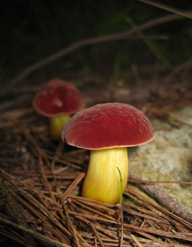 Boletus?