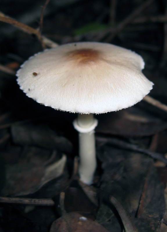 Funghi dal bosco dell''Arneo (Lecce)