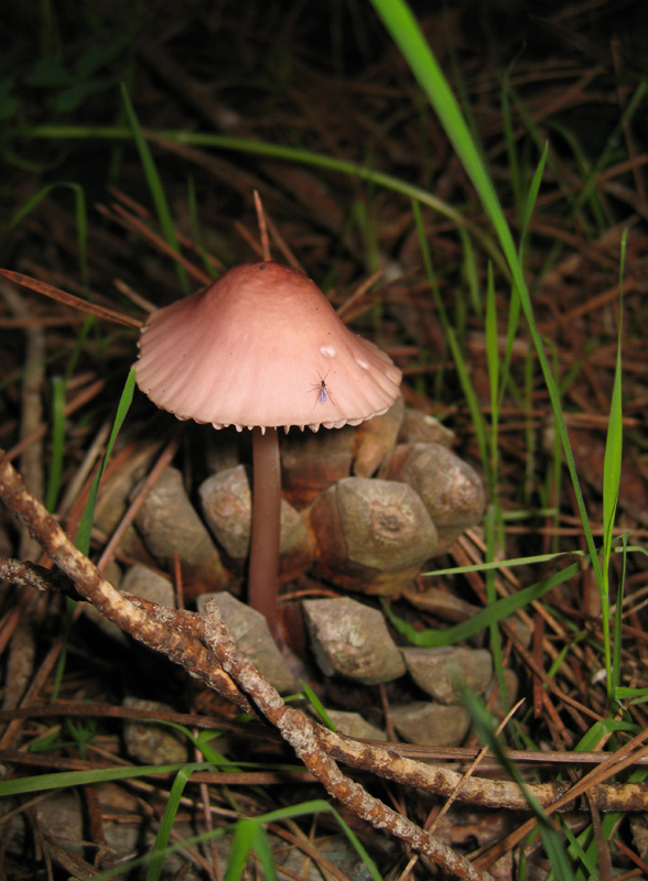 Funghi dal bosco dell''Arneo (Lecce)