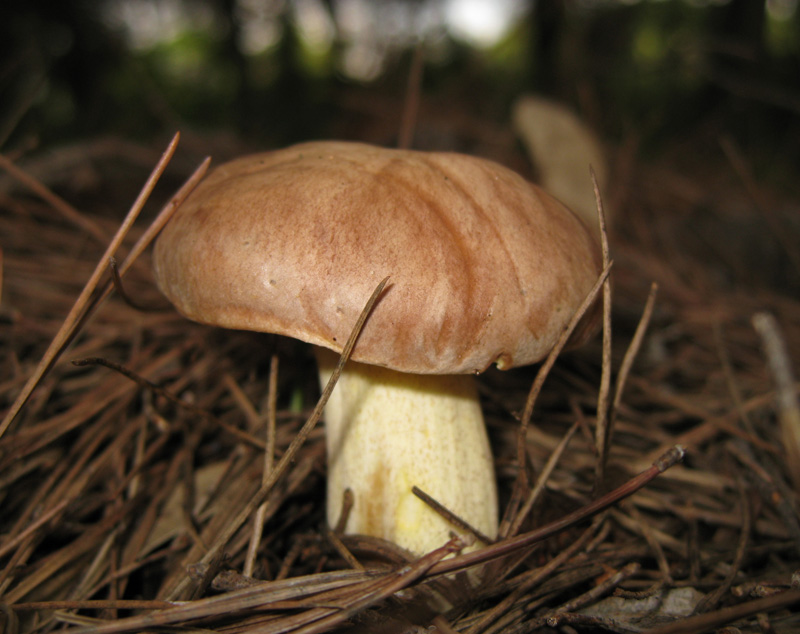 Boletus?