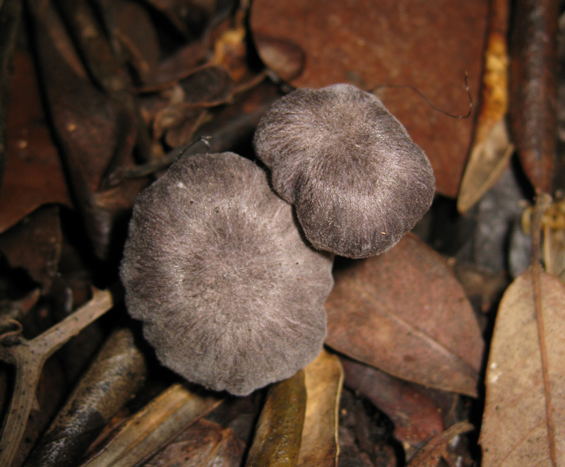 Funghi dal bosco dell''Arneo (Lecce)