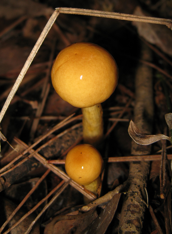 Funghi dal bosco dell''Arneo (Lecce)