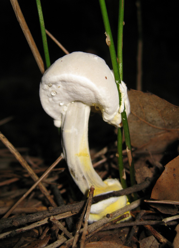 Funghi dal bosco dell''Arneo (Lecce)