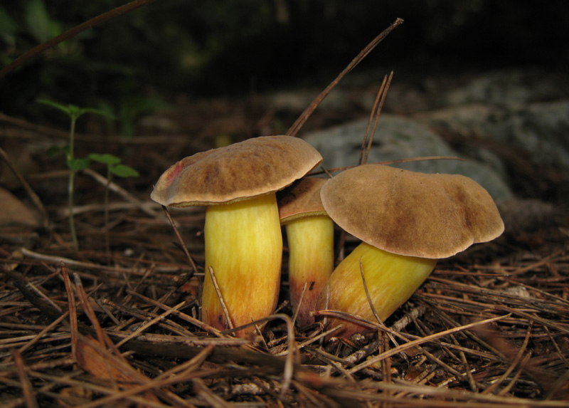 Boletus?