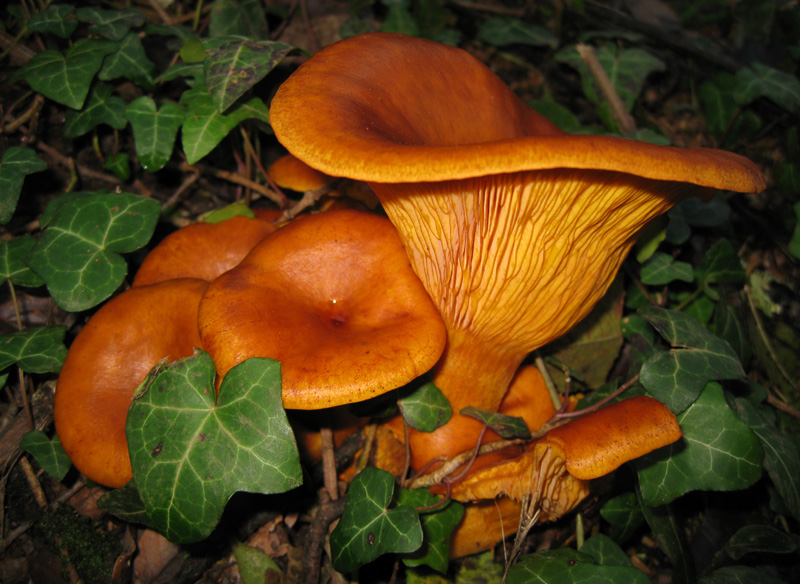 Funghi dal bosco delle Pianelle (Taranto) 1