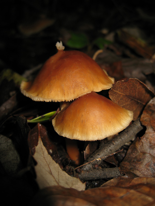 Funghi dal bosco delle Pianelle (Taranto) 2