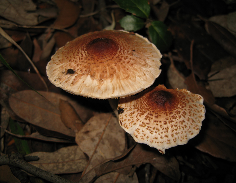 Funghi dal bosco delle Pianelle (Taranto) 2