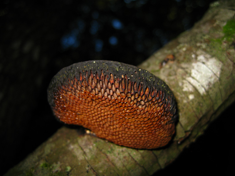 Funghi dal bosco delle Pianelle (Taranto) 2