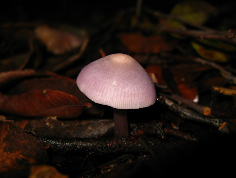 Funghi dal bosco delle Pianelle (Taranto) 2