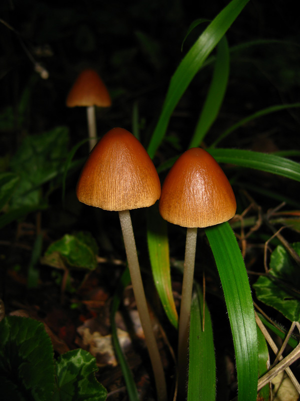 Funghi dal bosco delle Pianelle (Taranto) 2