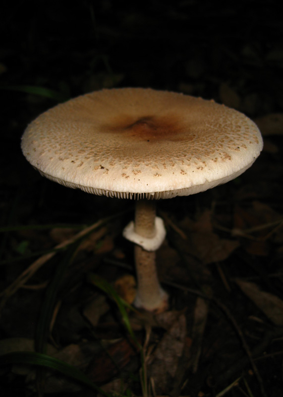 Funghi dal bosco delle Pianelle (Taranto) 2