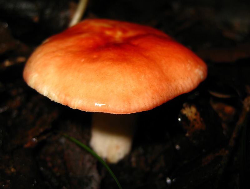 Funghi dal bosco delle Pianelle (Taranto) 2