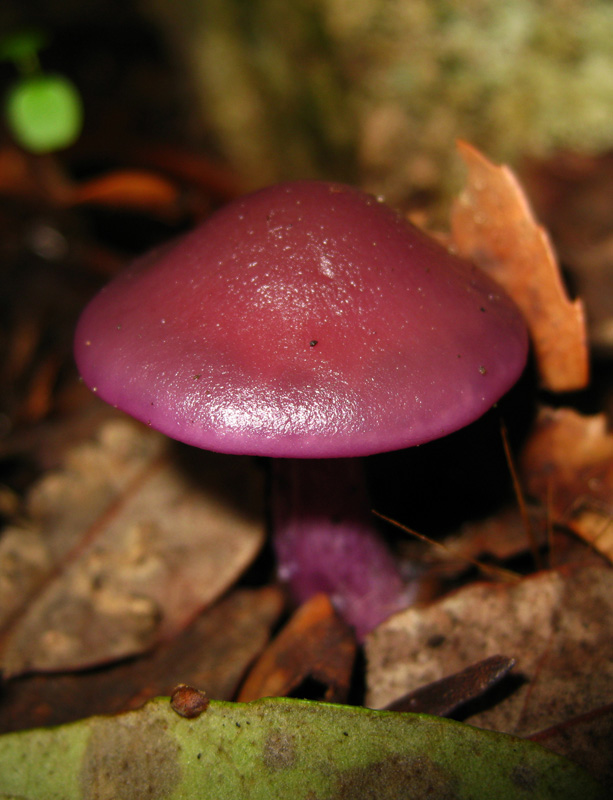 Funghi dal bosco delle Pianelle (Taranto) 2