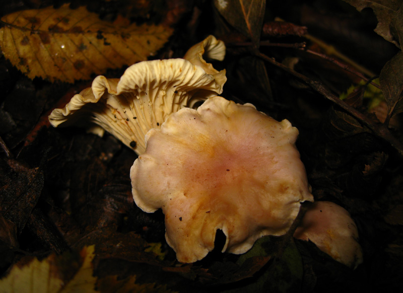 Funghi dal bosco delle Pianelle (Taranto) 2