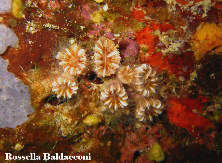 Caryophyllia