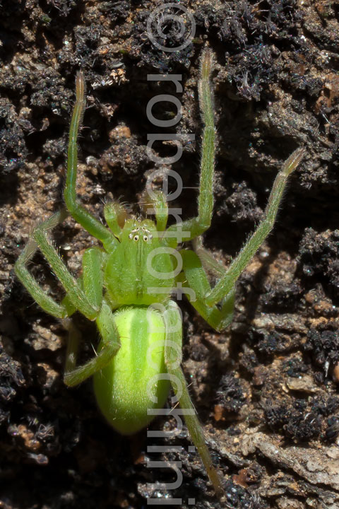 Micrommata virescens (maschio verde immaturo) - Issogne (AO)