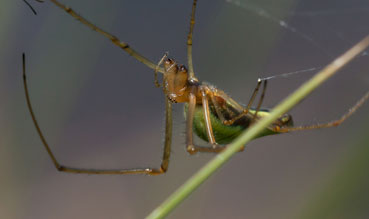 Tetragnatha sp. - Valle d''Aosta (Antey-St.-Andr)