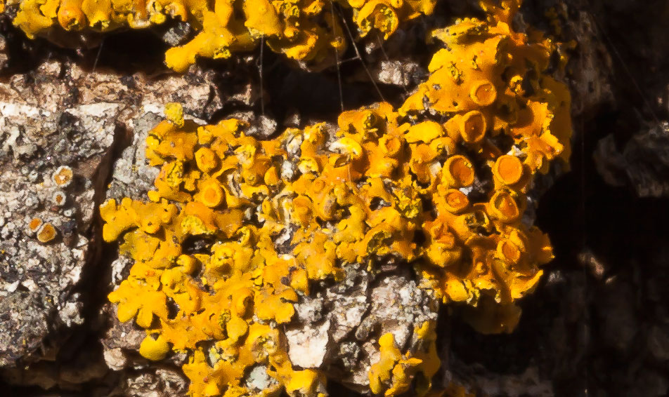 lichene da determinare: Xanthoria?