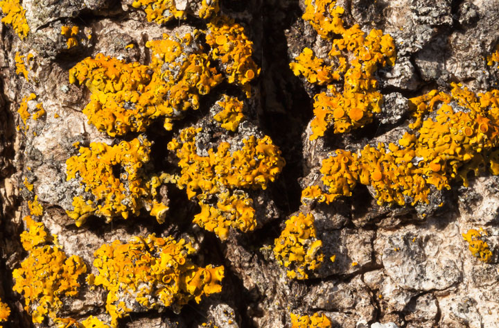 lichene da determinare: Xanthoria?