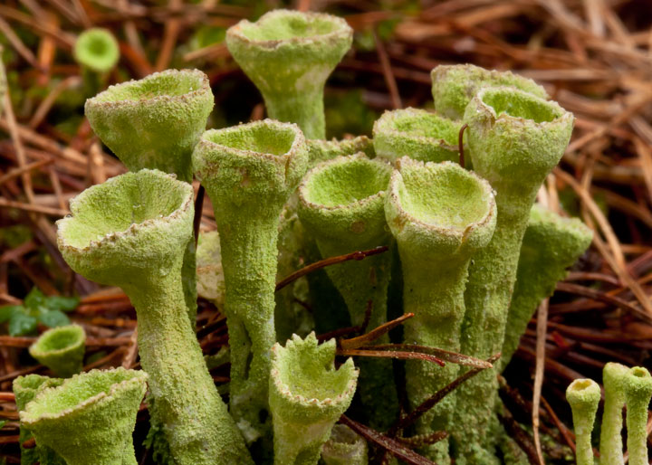 lichene da determinare: Cladonia?