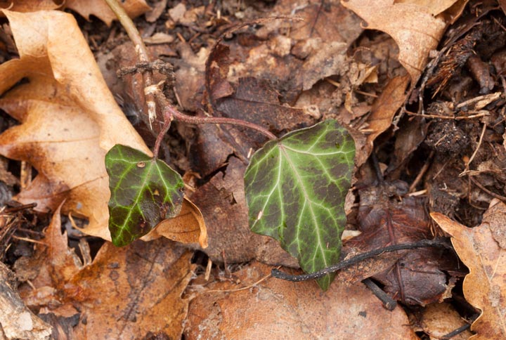 Hedera helix