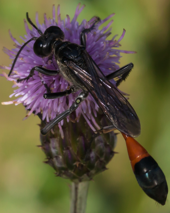 Ammophila sp.