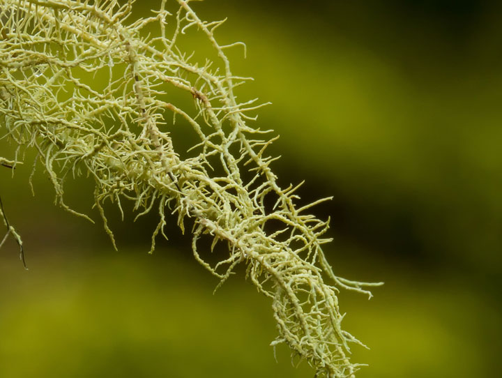 lichene da determinare: Usnea